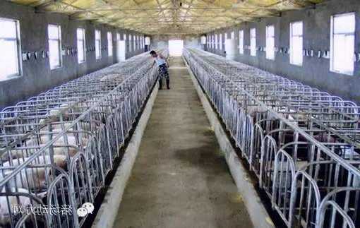 温氏股份：肉猪养殖综合成本降至7.8元/斤，预计年底能繁母猪超160万头