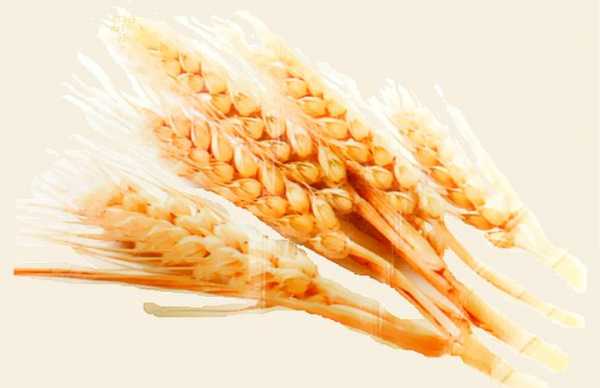 12月1日CBOT小麦上涨  基准期约收高0.8%